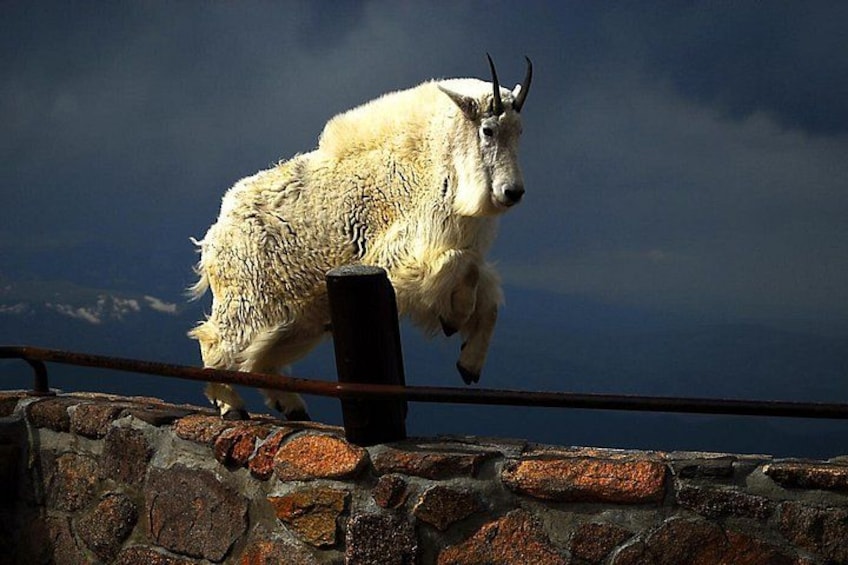 Un grand animal blanc, à la fourrure épaisse et aux cornes, se tient sur un mur de pierre. 5