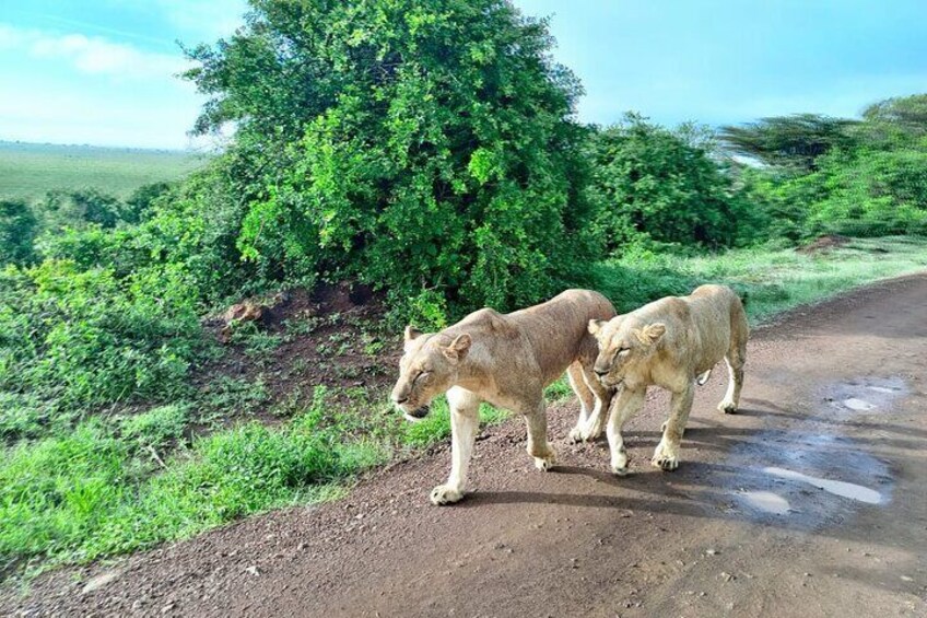 Short Safari = Nairobi National park, Giraffe center and Museum