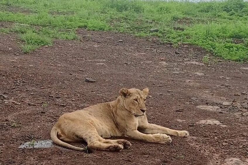 Short Safari = Nairobi National park, Giraffe center and Museum