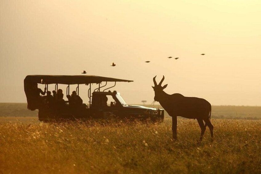 Un véhicule de safari transportant des passagers, une antilope solitaire et des oiseaux dans un champ d’herbe au coucher du soleil. 1