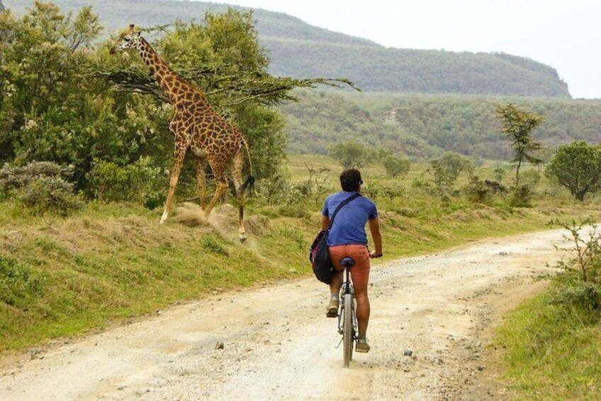 A person riding a bicycle on a dirt road with a giraffe in the background. 1