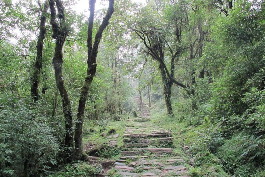 Dhampus Trekking 3