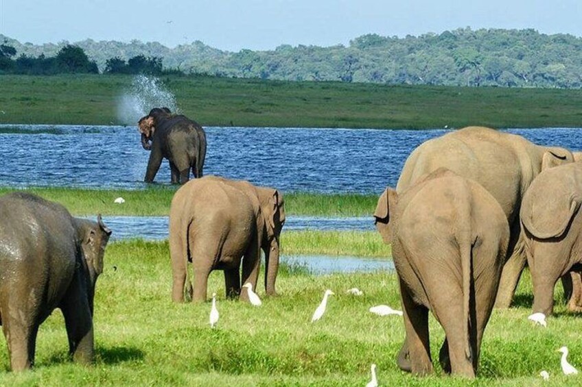 Elephants near a water body with greenery and distant trees. 1