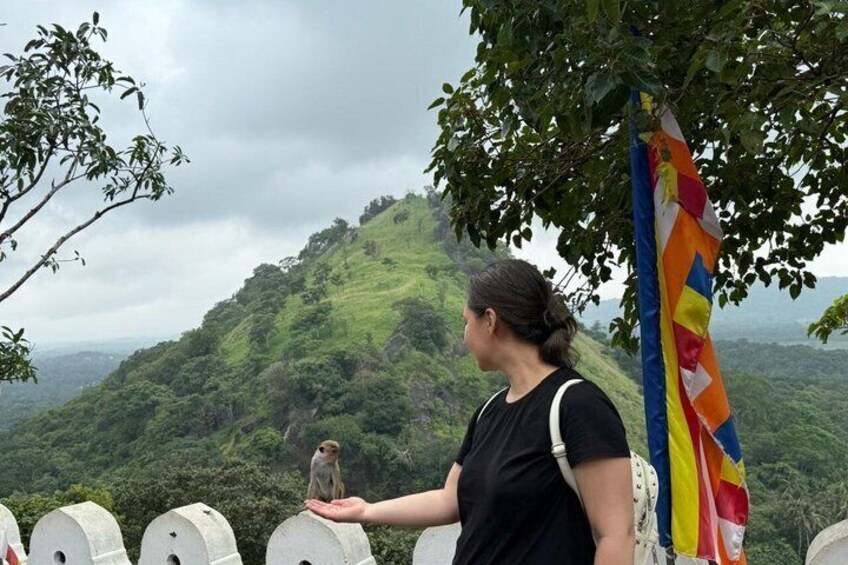Day tour to Minneriya National Park,Sigiriya & Dambulla from Kandy 5