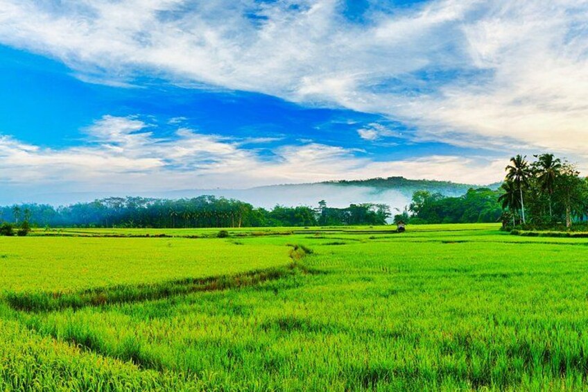 Ein üppiges grünes Reisfeld mit blauem Himmel und weit entfernten Hügeln. 2