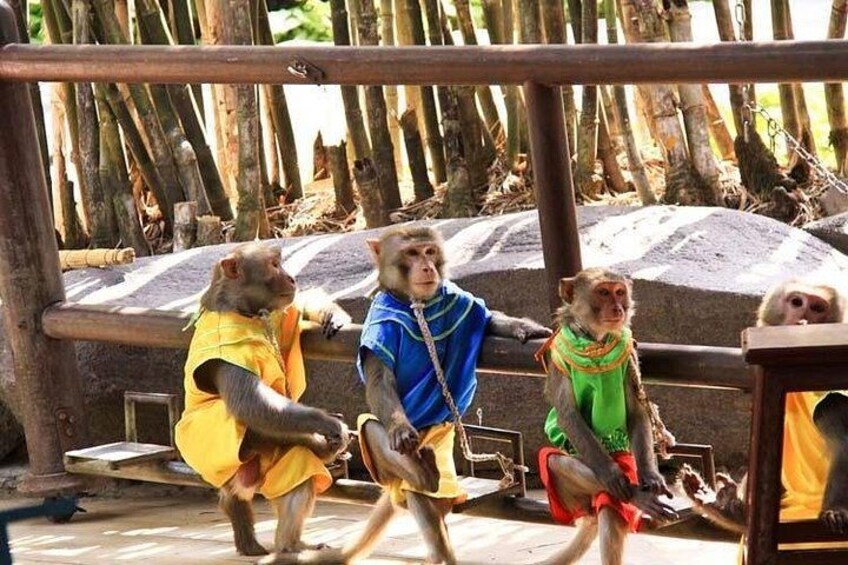 Monkeys dressed in colorful clothing, sitting on a bench in a zoo enclosure. 4