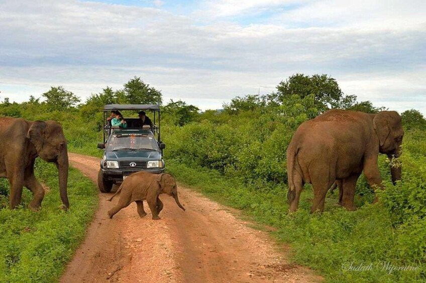 From Ella - Udawalawe Safari & Transfer to Other Locations 2