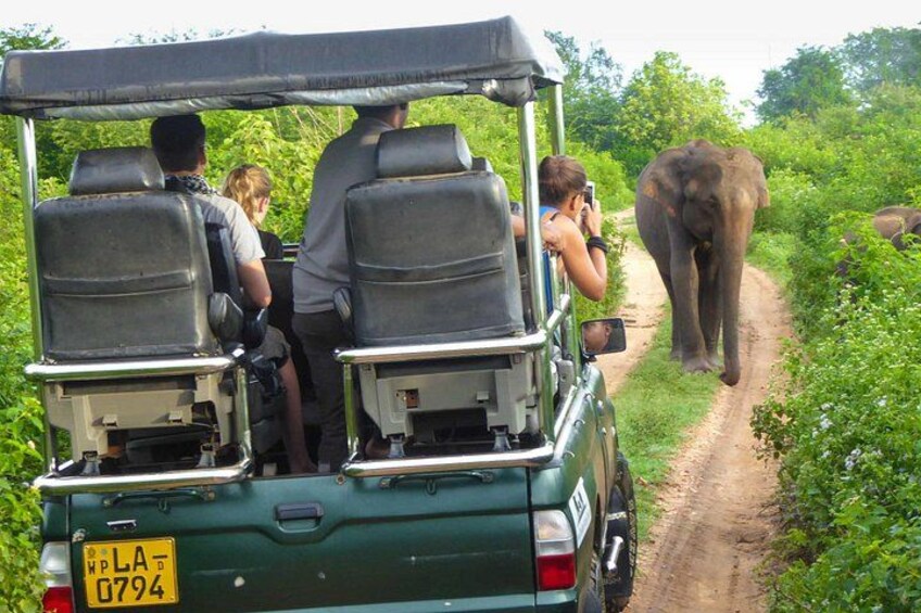 From Ella - Udawalawe Safari & Transfer to Other Locations 3