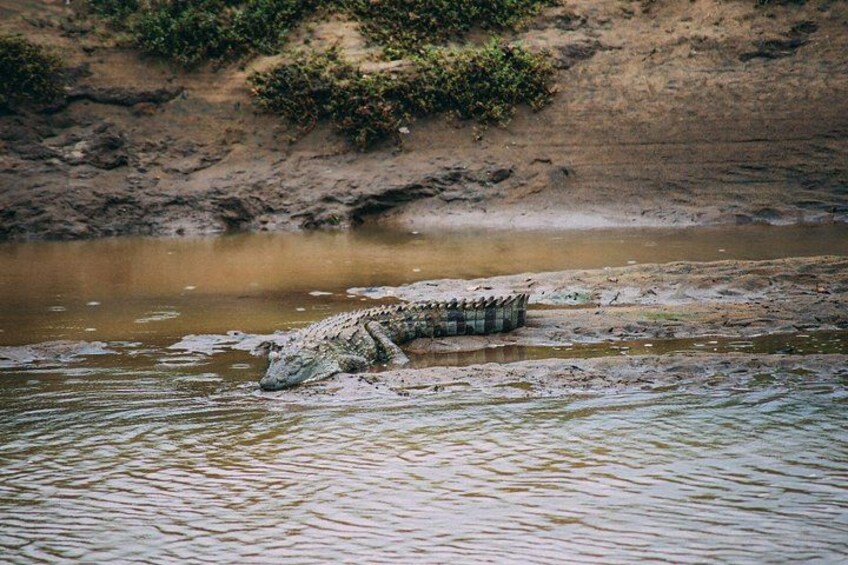 From Ella - Udawalawe Safari & Transfer to Other Locations 4