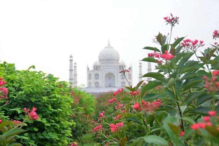 El Taj Mahal rodeado de vegetación exuberante y flores rosadas. 3