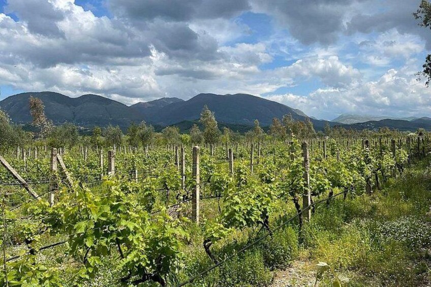 Experience Blue Eye , Lekuresi Castle and Taste Traditional Albanian Wine 4