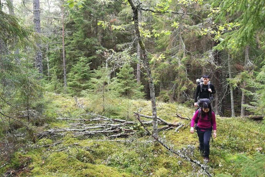 Stockholm Nature Hiking - Summer - True Nature Sweden 2