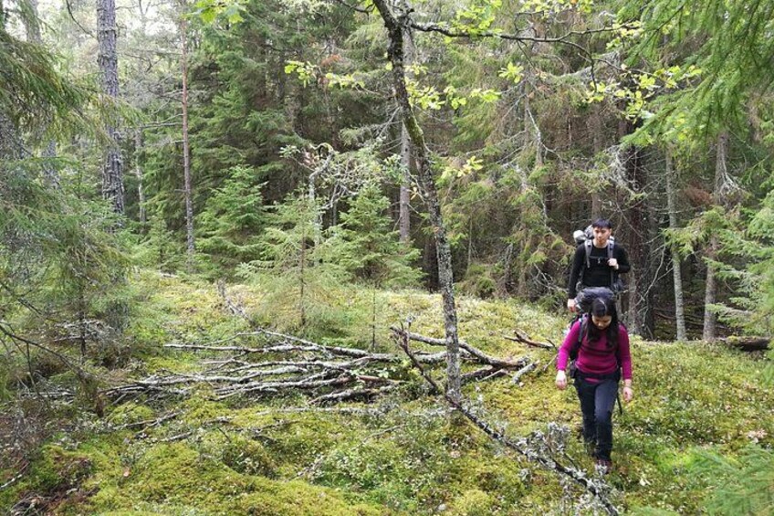 Stockholm Nature Hiking - Summer - True Nature Sweden 2