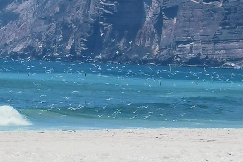 Explore West Salalah’s Stunning Natural Scenery - a Full-Day Tour 3
