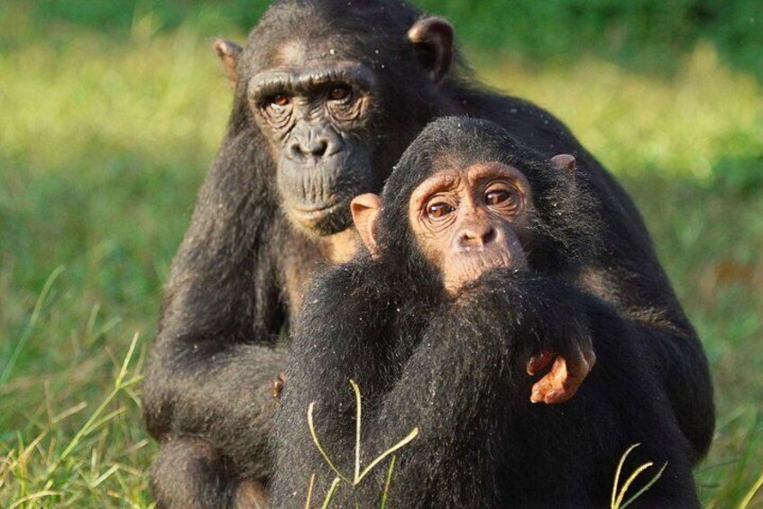 1 day Fishing and Chimpanzee Island tour 2