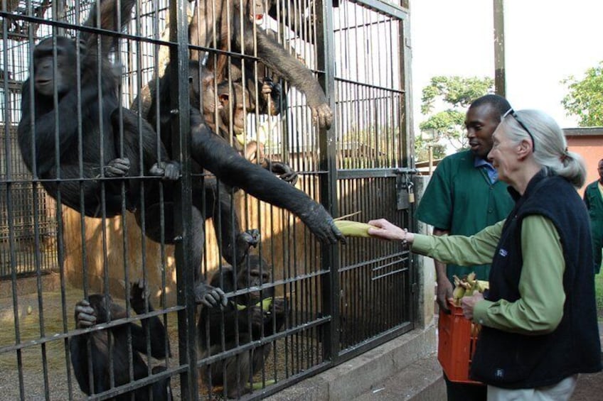 1 day Fishing and Chimpanzee Island tour 3