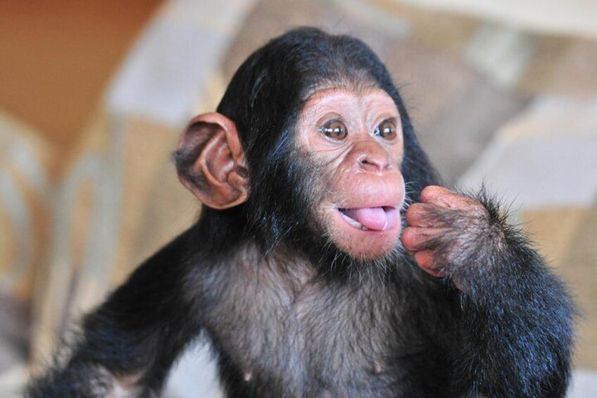 1 day Fishing and Chimpanzee Island tour 1
