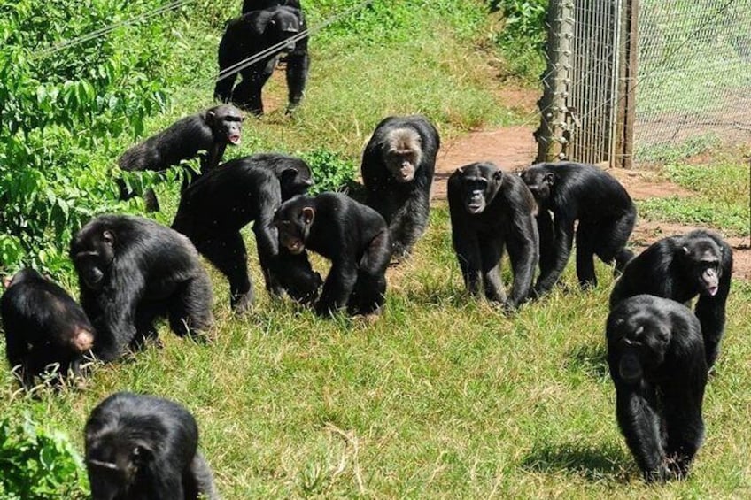 1 day Fishing and Chimpanzee Island tour 4