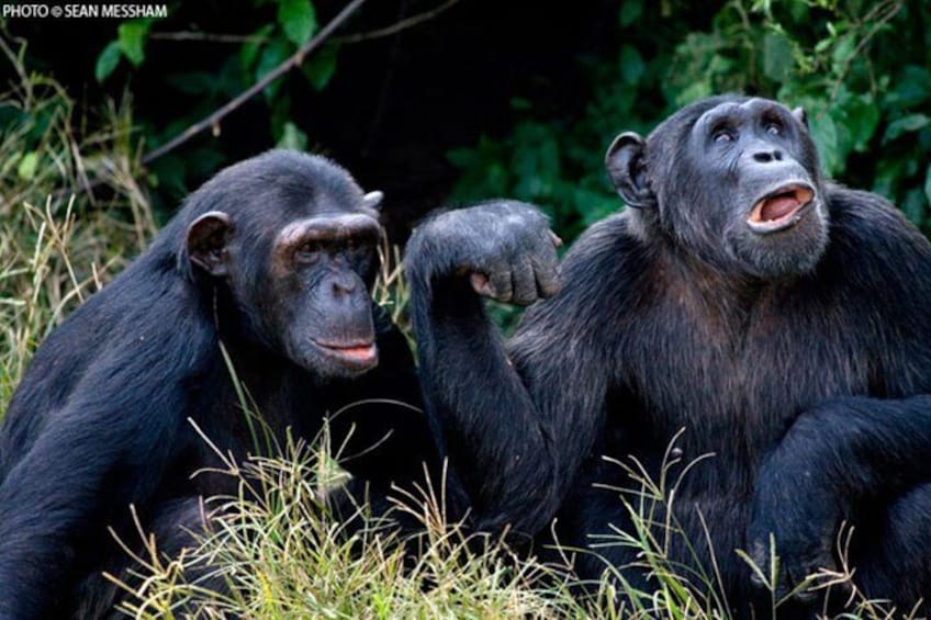 1 day Fishing and Chimpanzee Island tour 5