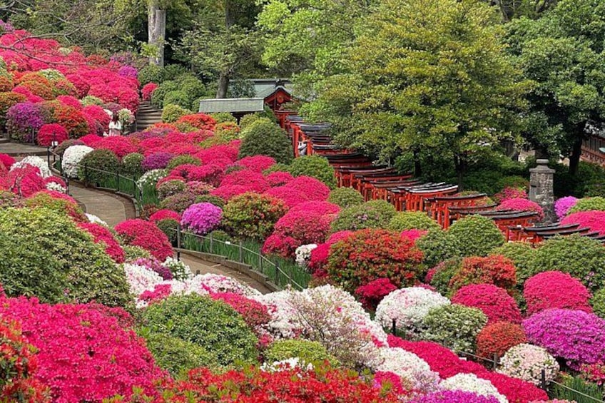 Ein Garten mit leuchtend rosa und weißen Blüten, traditionellen roten Torii-Toren und ordentlich angelegten Wegen. 4