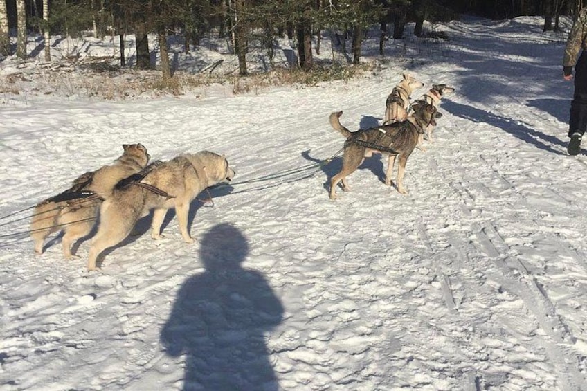 A snowy landscape with wolves and a person leading them. 2