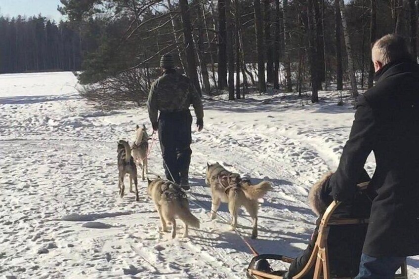 A person leading dogs on a snowy trail with trees in the background. 4