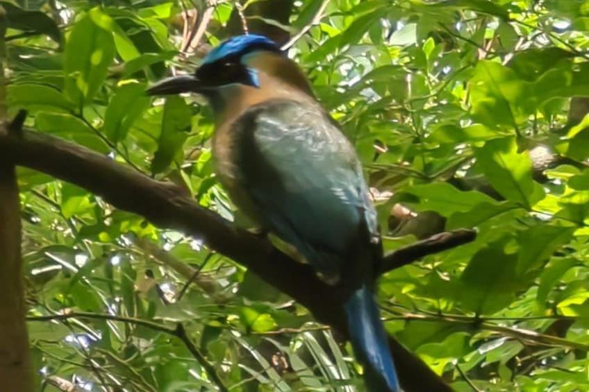 A bird perched on a branch surrounded by dense green foliage. 3