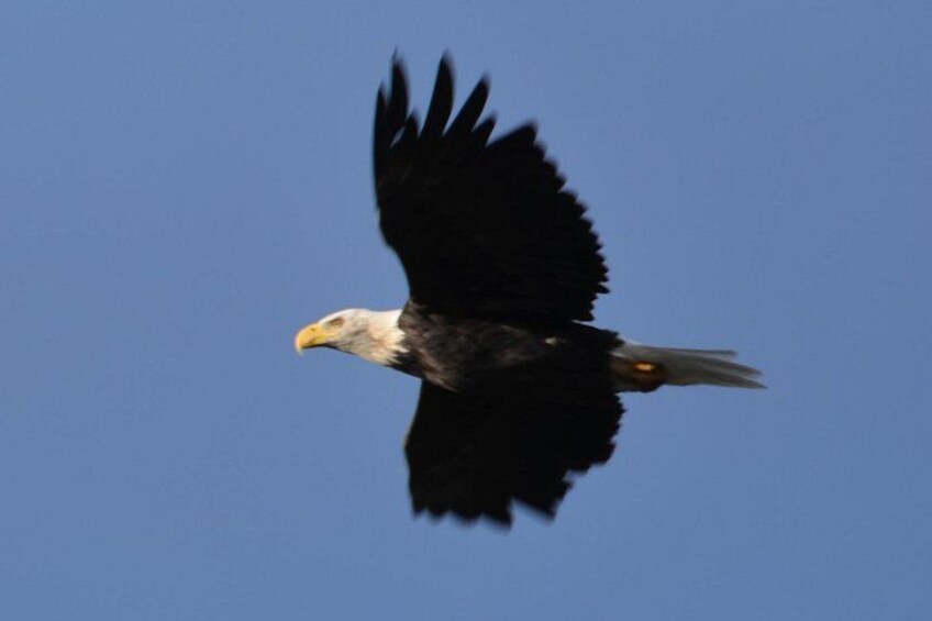 Un oiseau de proie en plein vol, sur fond de ciel bleu clair. 3