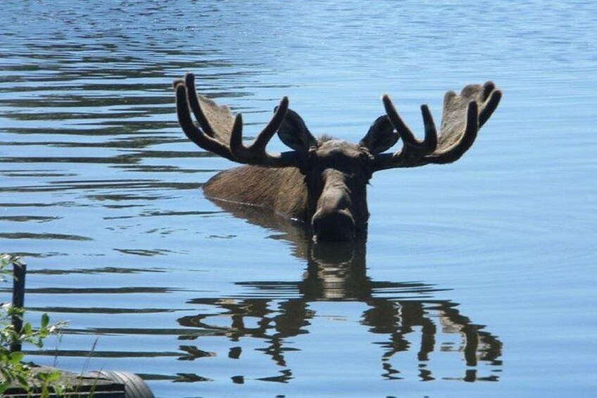 Un élan dans l'eau, avec son reflet. 2