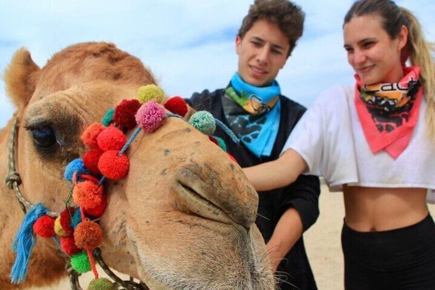 Cabo Camel Encounter and Safari Ride (includes tacos & tequila tasting) 4
