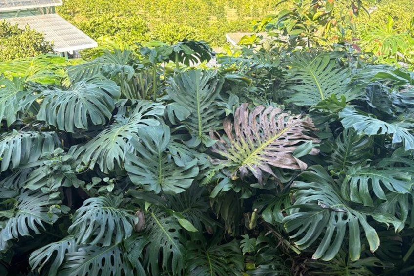 Ein Garten mit großen, grünblättrigen Pflanzen, möglicherweise einer Monstera-Art, und einer Holzkonstruktion im Hintergrund. 3