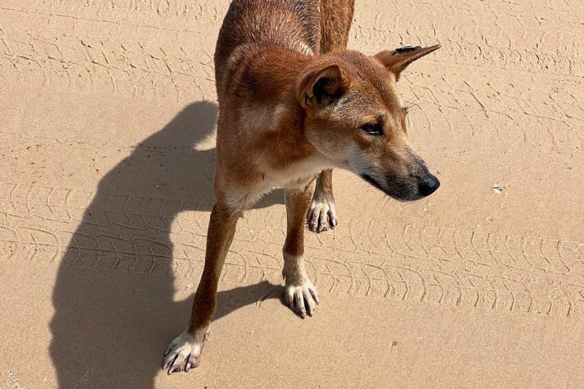 Dingos 3 Day K'Gari (Fraser Island) 4WD Tag-Along Tour 4