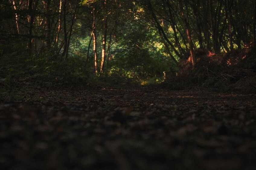 Fireflies Tour in Cherating 3