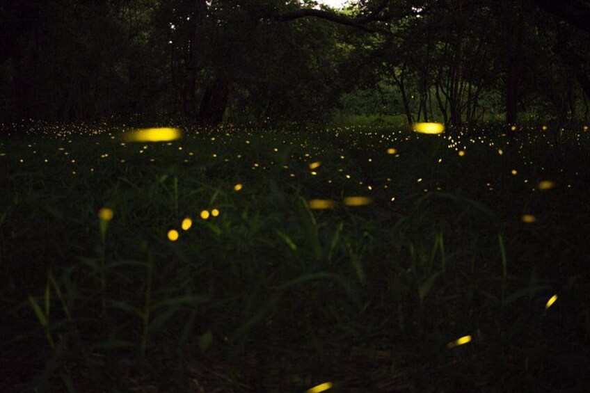 Fireflies Tour in Cherating 1