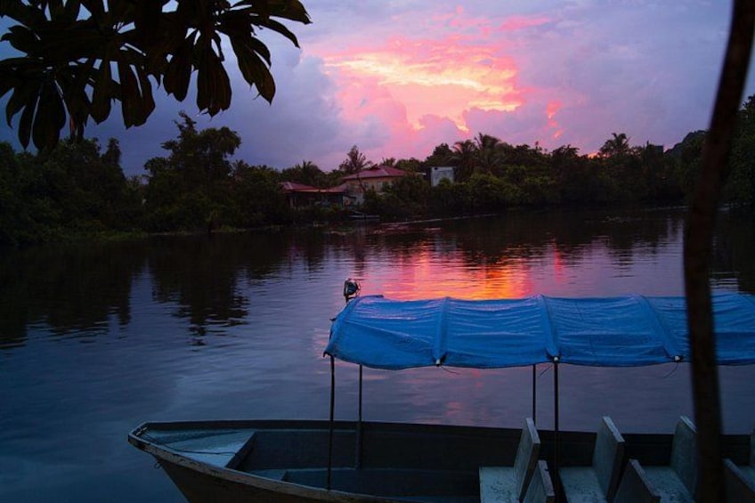 Fireflies Tour in Cherating 4