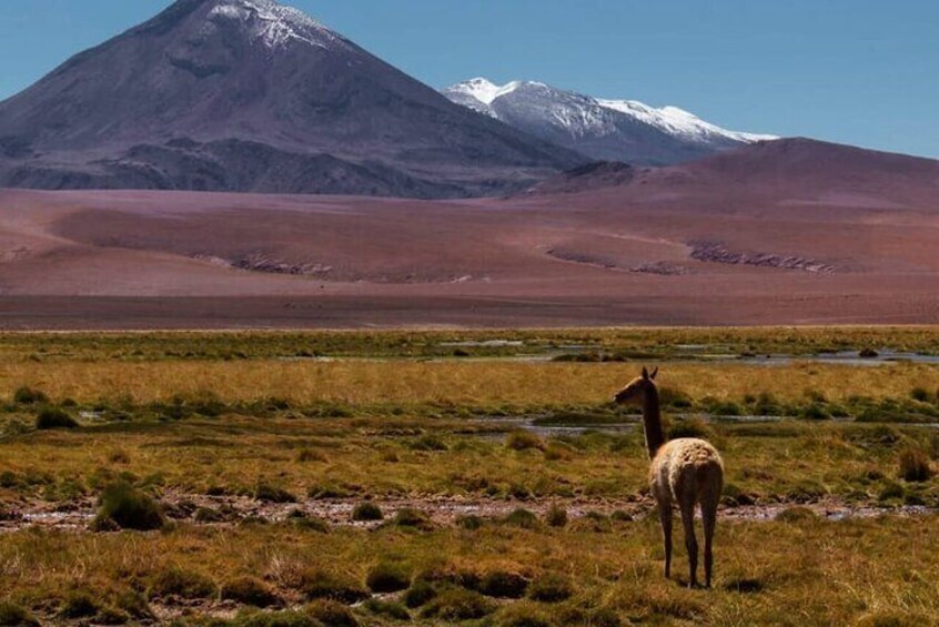 Tatio Geysers 