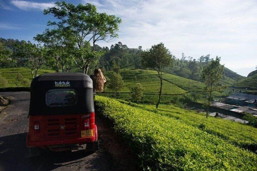 Tea Tasting in Nuwara Eliya