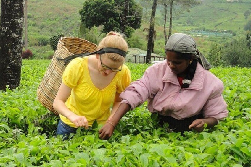 Tea Tasting in Nuwara Eliya