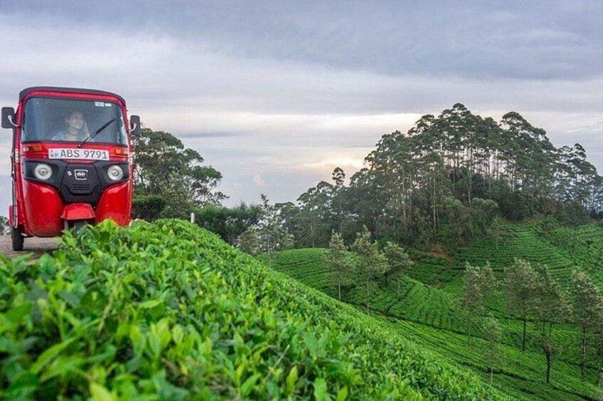 Un autobús rojo en una carretera con exuberantes plantaciones de té al fondo. 2