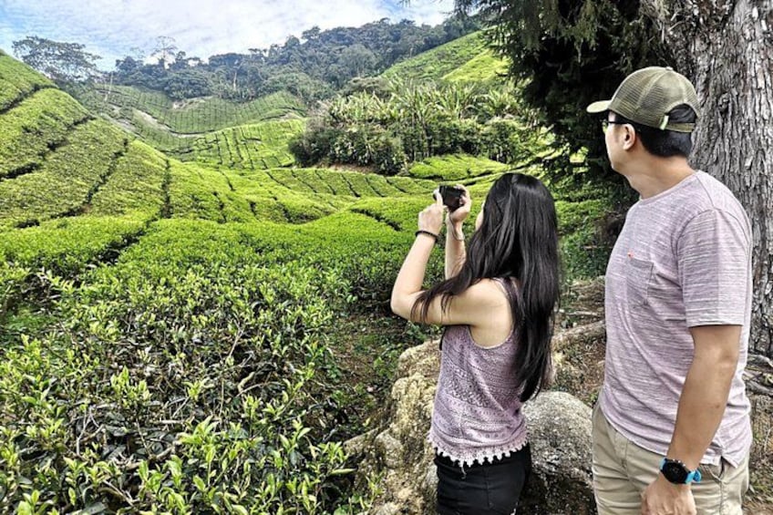 Surrounding Boh Tea 3