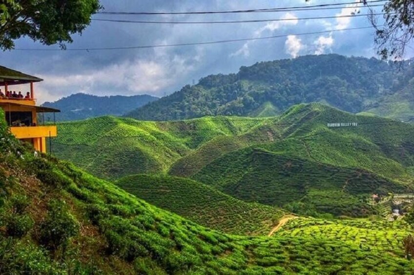A lush green tea plantation with terraced hills and a yellow building on the left. 4