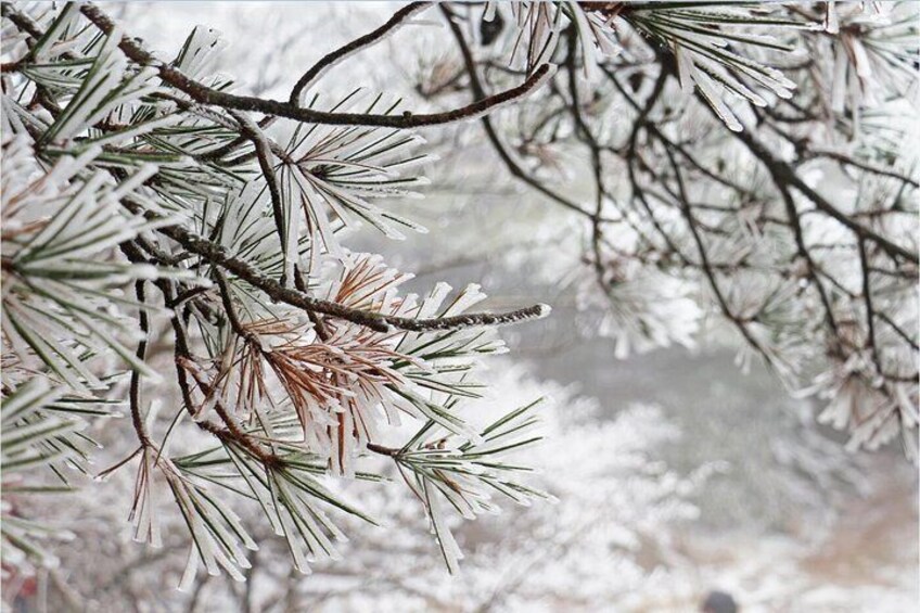 Snow-covered pine branches. 4