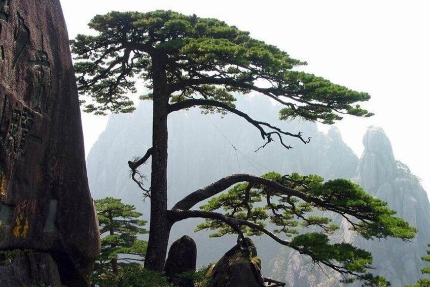 A pine tree with a bent trunk, a rocky outcrop, and misty mountains in the background. 3