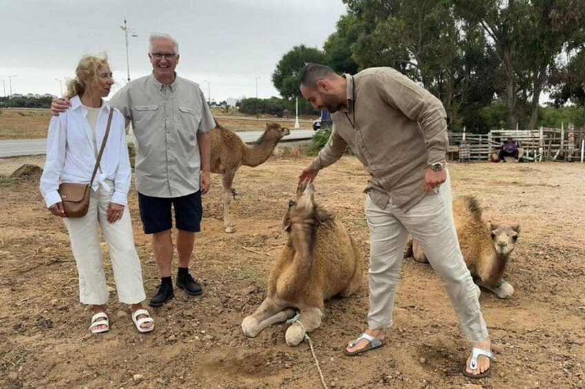 A man interacting with a camel, with two people observing. 4