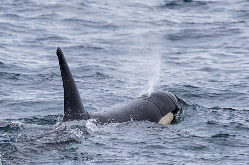 Orcas! 1