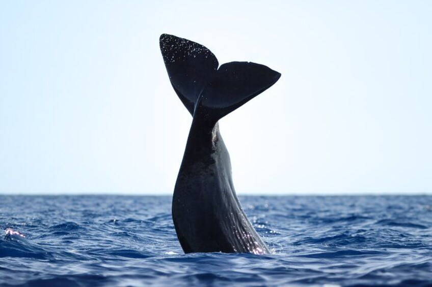 A whale tail above water. 4