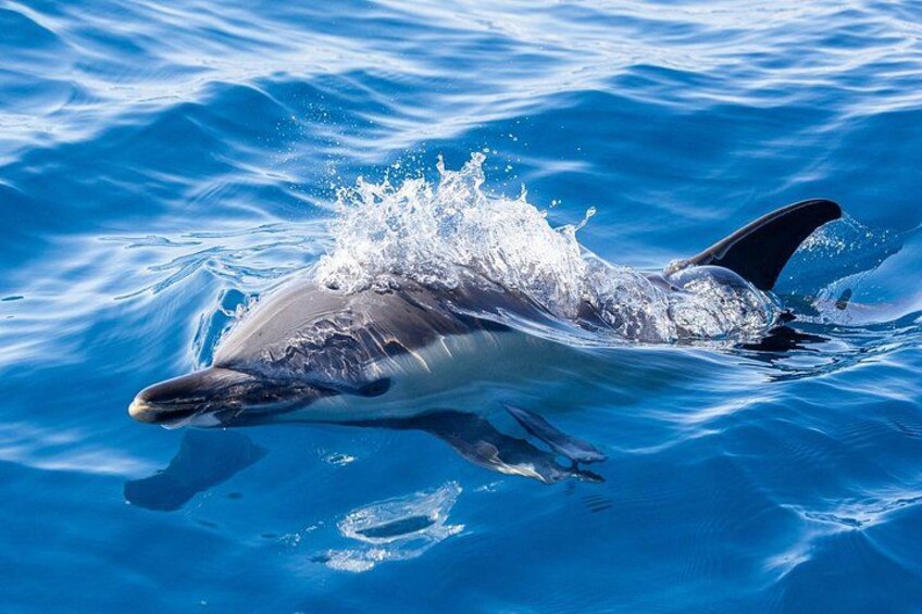 A curious common dolphins peaks through the waves. 4