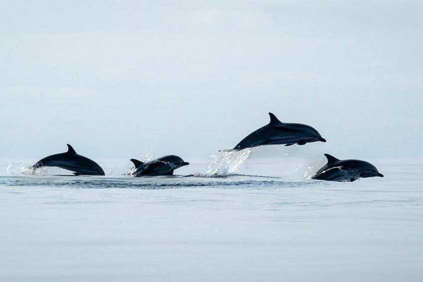 Common dolphins skipping along 3