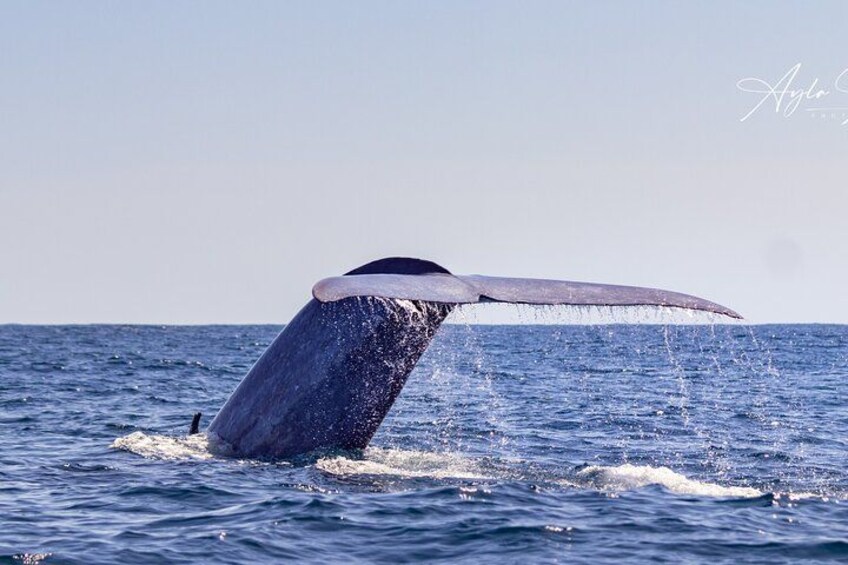 Blue Whale tail, during one of our Whale Watching tours 1