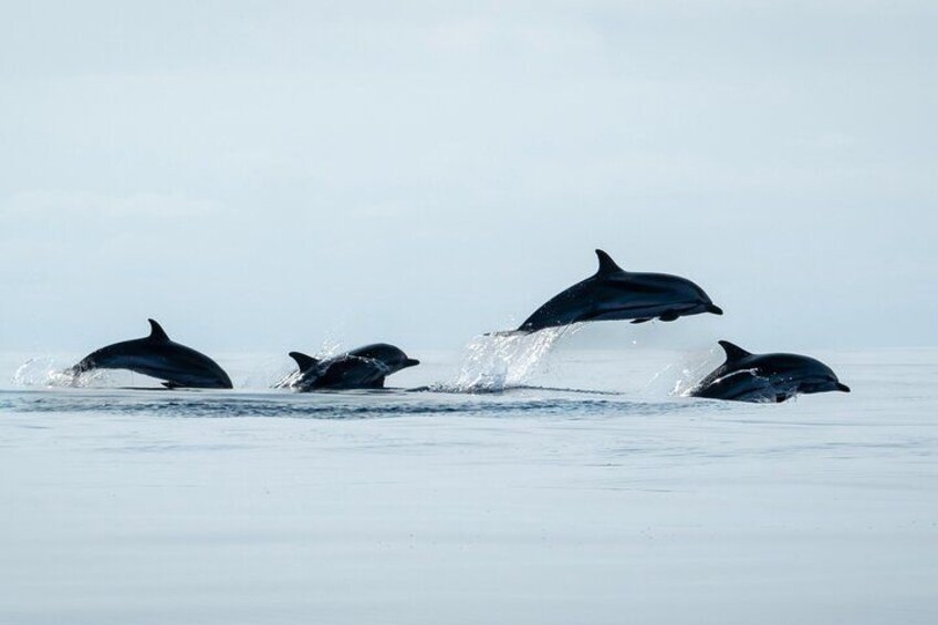 Common dolphins skipping along 3